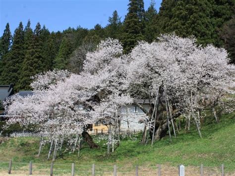 臥龍桜 開花状況|臥龍桜（高山市） 見頃・桜祭り情報など